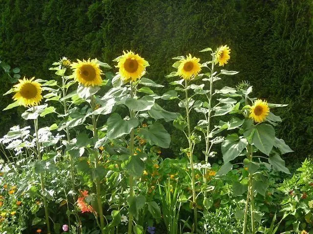 Ferienwohnung-nr-1 * Vöhrenbach